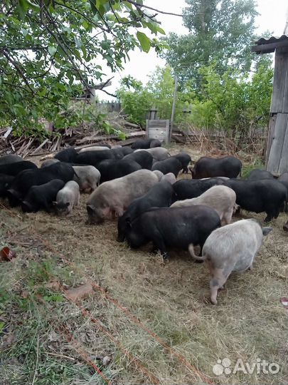 Вьетнамск вислобрюхий поросенок