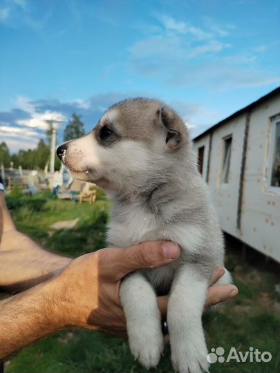 Метис хаски