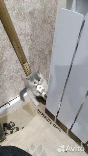 Котенок 2 месяца девочка