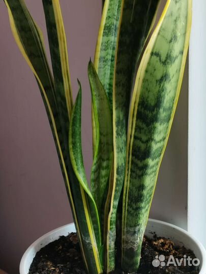 Сансевиерия
