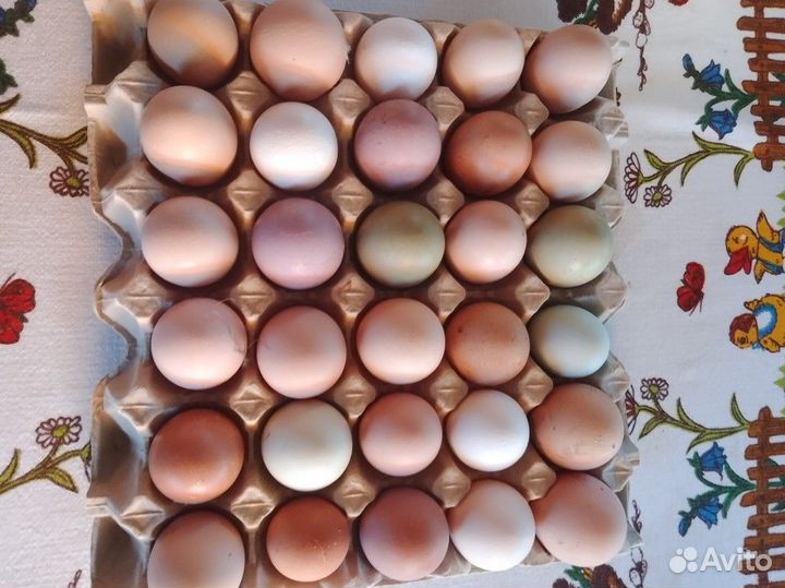 Инкубационное яйцо кур