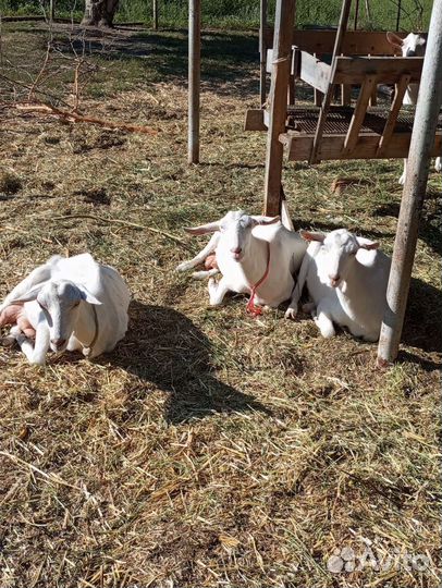 Зааненские дойные козы. Чешский козлик