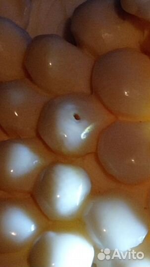 Брошь кость, в коллекции 30лет, Германия