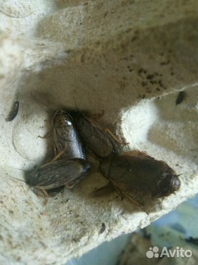 Мраморные тараканы