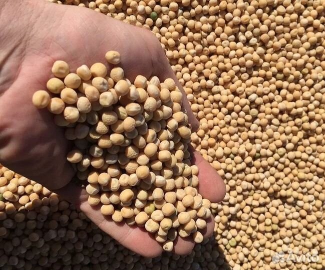 Зерно пшеница ячмень горох