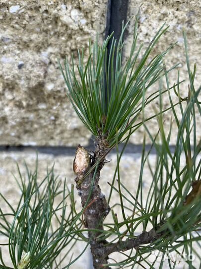 Сибирский кедр привитый