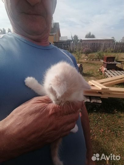 Котята в добрые руки бесплатно