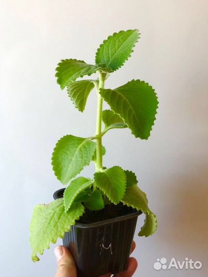 Домашняя мята (Плектрантус)