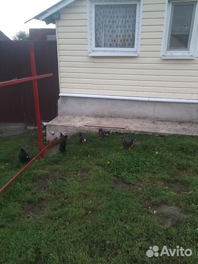 Куры бентамки