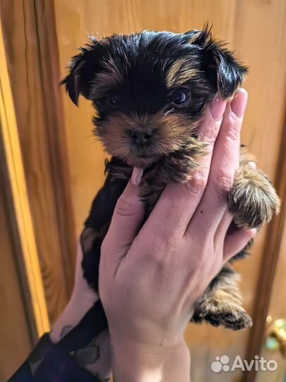 Йоркширский терьер мини беби фейс щенки