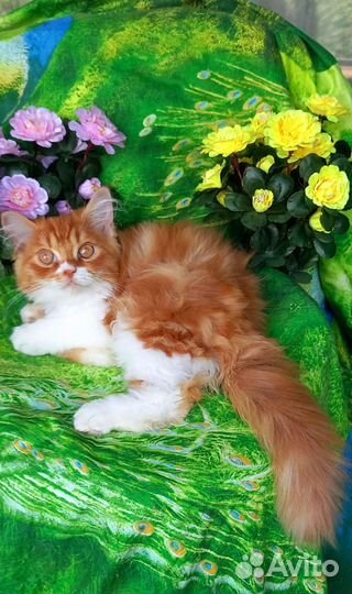 Шотландские вислоухие котята