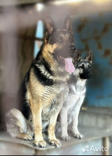 Восточноевропейская овчарка вязка