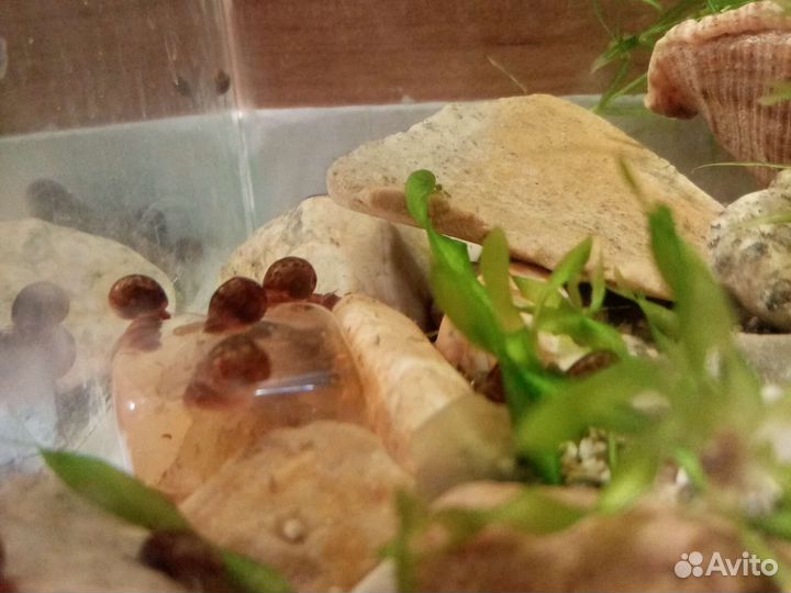 Улитки Покемон