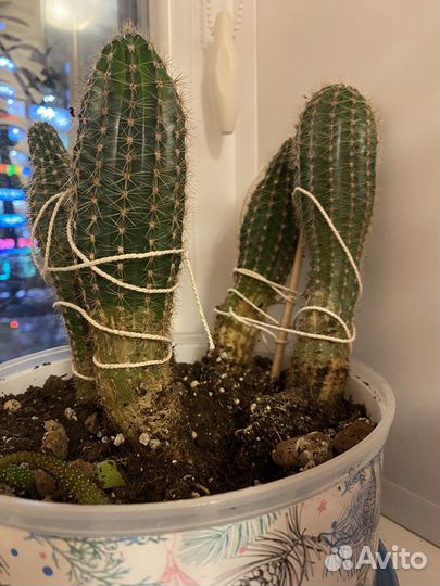 Кактусы, хавортия