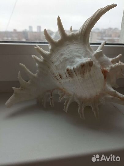 Ракушка большая