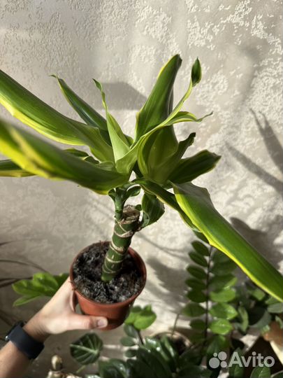 Драцена Голден Кост