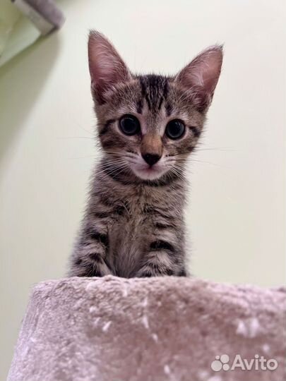 Маленькая Ева в поисках хорошего дома