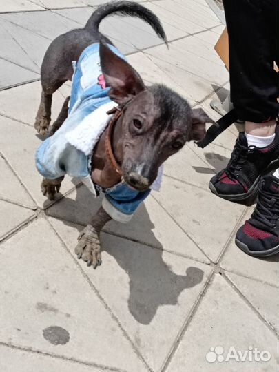 Щенки ксолоитцкуинтли