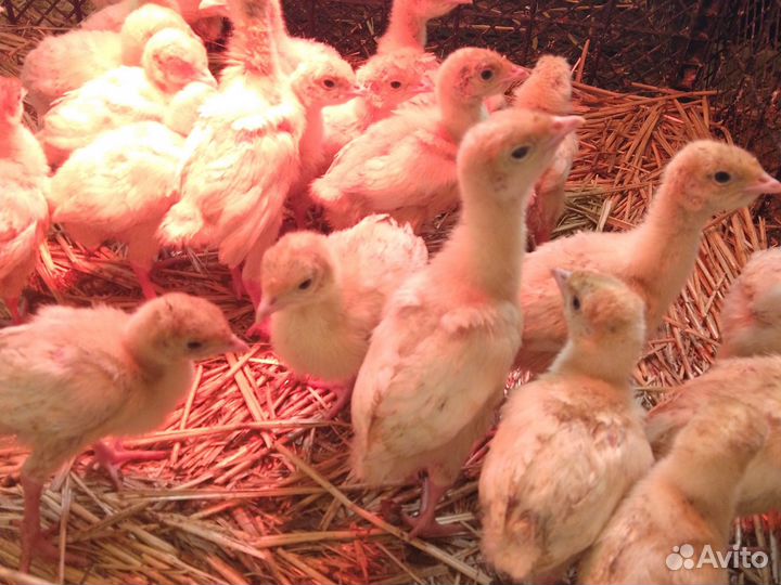 Индюшата Хайнрих, Биг-6