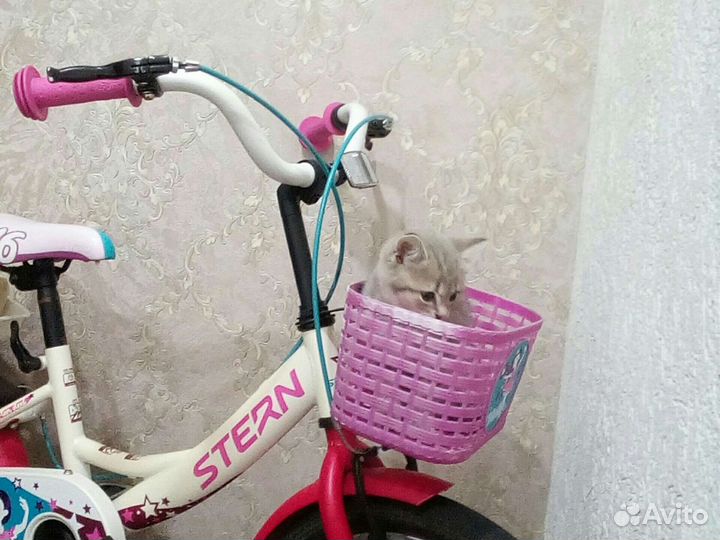 Велосипед для девочки от 3.5 лет + самокат