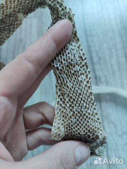 Линька змеи