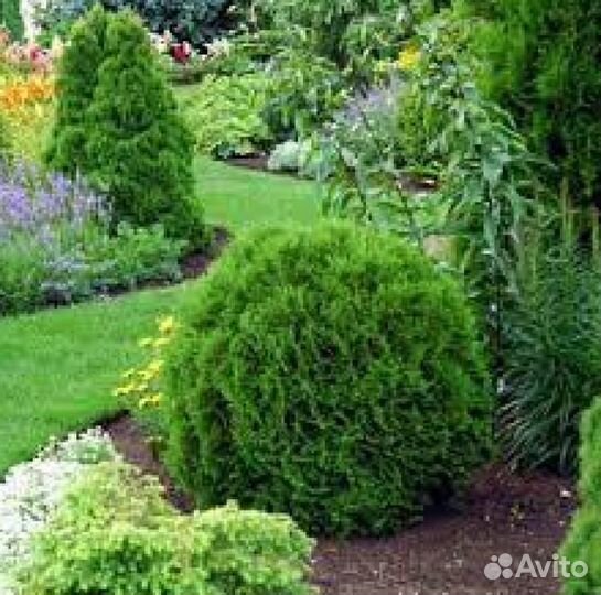 Туя шаровидная Тини Тим /Туя шаровидная