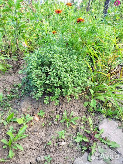 Почвопокровники