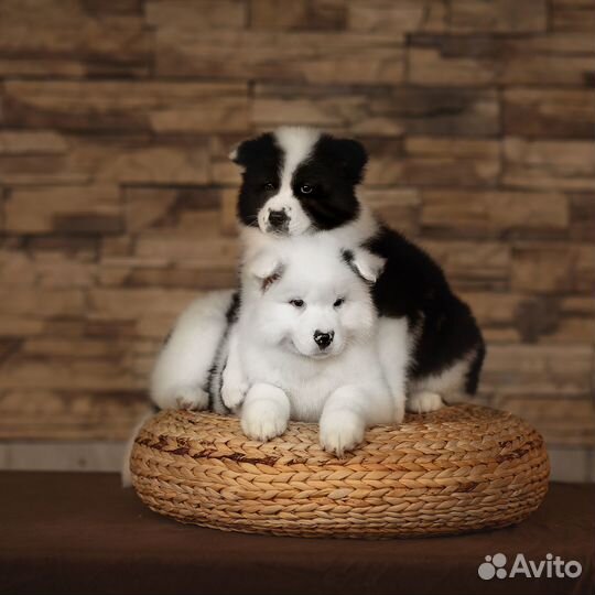 Перспективные Якуты в шоу и спорт