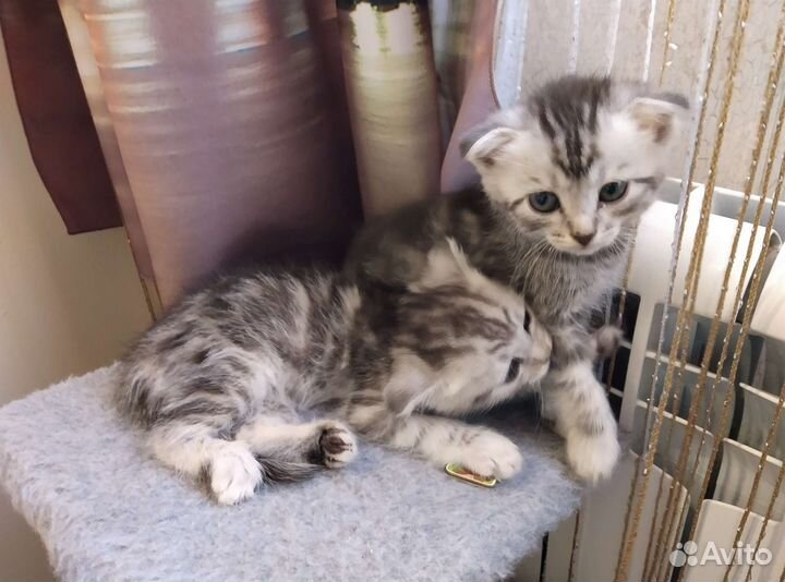 Продажа котят
