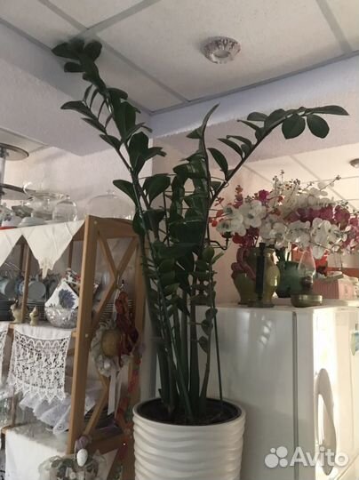 Замиокулькас, монстера,гибискус, сукулент