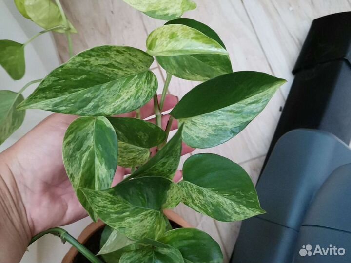 Сциндапсус neon неон