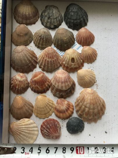 Ракушки для аквариума