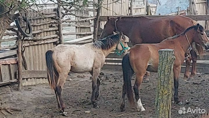 Продаю жеребца полукровка