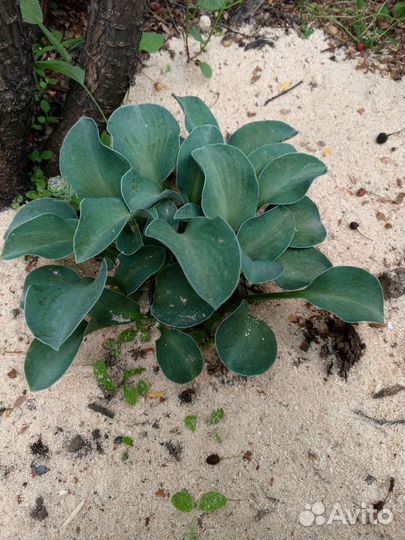 Хосты. Патриот, Черри Берри, Эль Ниньо и др