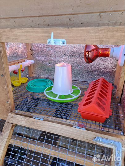 Брудер для перепелов