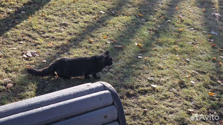 Котята в добрые руки бесплатно