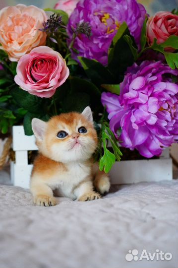 Британский золотой мальчик