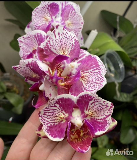 Орхидея бабочка Ох madonna