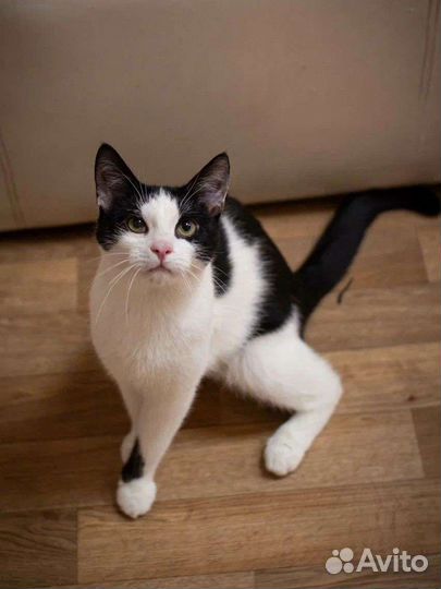 Котик Маркиз в добрые руки