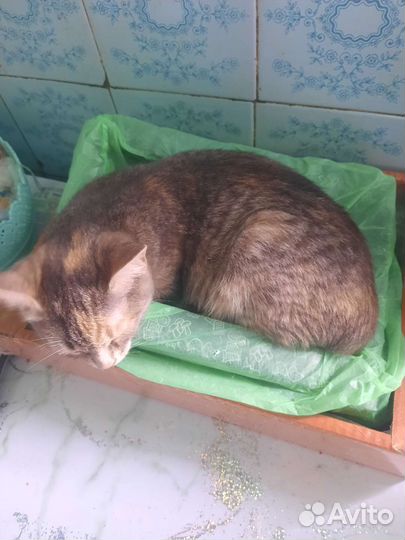 Котята в дар две девочки и мальчик