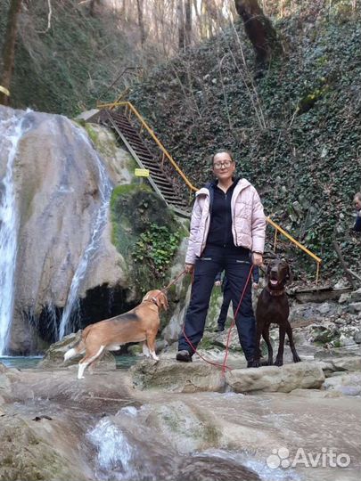 Кинолог, дрессировка передержка собак Лазаревское