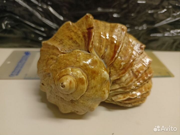 Ракушка морская большая