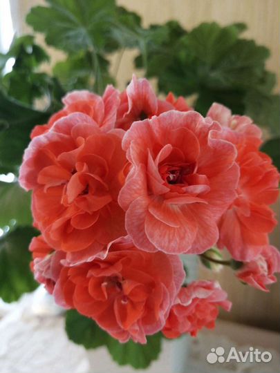 Пеларгония герань