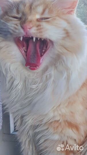 Коты для вязки