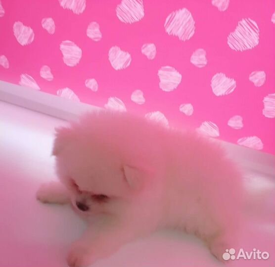 Детки шпица