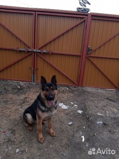 Немецкая овчарка вязка