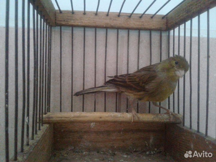 Кенара и канарейки Новосибирск