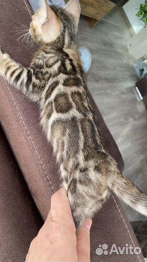 Бенгальские котята с документами