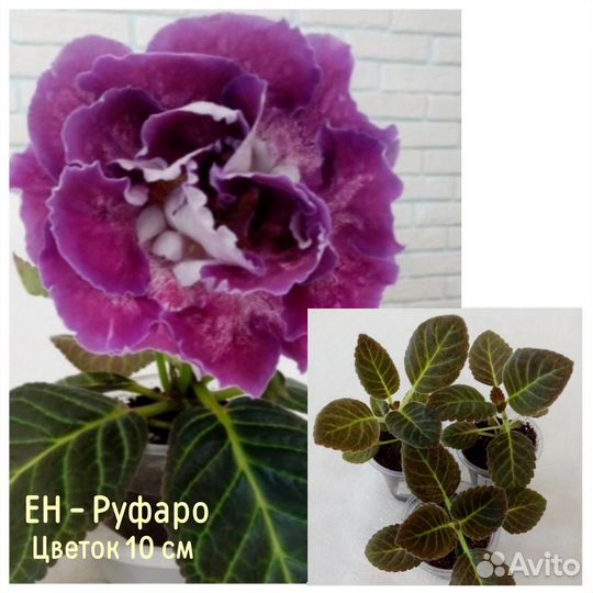 Глоксиния (укорененные отростки). Отправляю почтой