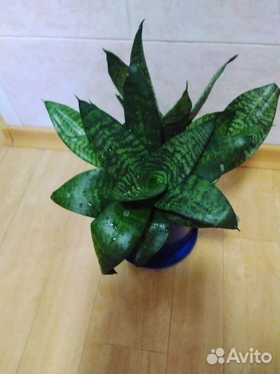 Сансевиерия Ханни